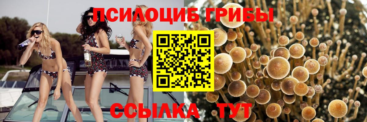 Псилоцибиновые грибы Psilocybine cubensis Павловский Посад